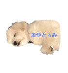 M家のシャイロちゃん（個別スタンプ：8）