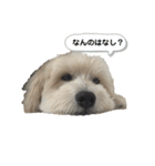 M家のシャイロちゃん（個別スタンプ：13）