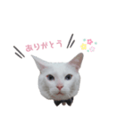 毎日猫たん（個別スタンプ：4）