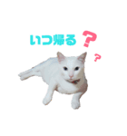 毎日猫たん（個別スタンプ：5）