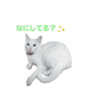 毎日猫たん（個別スタンプ：6）