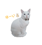 毎日猫たん（個別スタンプ：7）