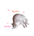 毎日猫たん（個別スタンプ：8）