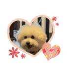 かわいいビションのスタンプ集（個別スタンプ：7）