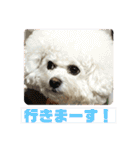 かわいいビションのスタンプ集（個別スタンプ：13）