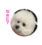 かわいいビションのスタンプ集（個別スタンプ：15）