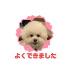 かわいいビションのスタンプ集（個別スタンプ：16）