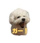 かわいいビションのスタンプ集（個別スタンプ：21）