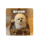 かわいいビションのスタンプ集（個別スタンプ：27）