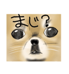 うちのいぬのやつ（個別スタンプ：6）
