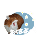 べるとてと（個別スタンプ：1）