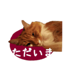 べるとてと（個別スタンプ：6）