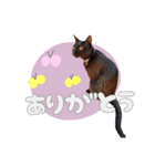 べるとてと（個別スタンプ：9）