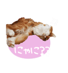 べるとてと（個別スタンプ：13）