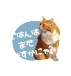 べるとてと（個別スタンプ：16）
