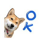 愛犬柴いぬまるちゃん（個別スタンプ：1）