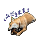 愛犬柴いぬまるちゃん（個別スタンプ：2）