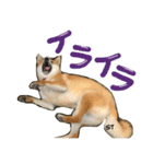 愛犬柴いぬまるちゃん（個別スタンプ：3）