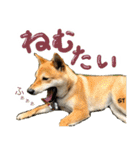 愛犬柴いぬまるちゃん（個別スタンプ：4）