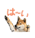 愛犬柴いぬまるちゃん（個別スタンプ：5）