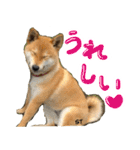 愛犬柴いぬまるちゃん（個別スタンプ：6）