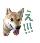 愛犬柴いぬまるちゃん（個別スタンプ：7）