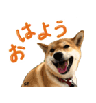 愛犬柴いぬまるちゃん（個別スタンプ：9）