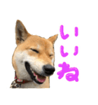 愛犬柴いぬまるちゃん（個別スタンプ：10）