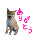 愛犬柴いぬまるちゃん（個別スタンプ：11）