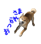 愛犬柴いぬまるちゃん（個別スタンプ：12）