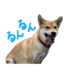 愛犬柴いぬまるちゃん（個別スタンプ：13）