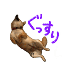 愛犬柴いぬまるちゃん（個別スタンプ：14）
