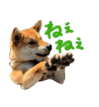 愛犬柴いぬまるちゃん（個別スタンプ：15）