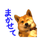 愛犬柴いぬまるちゃん（個別スタンプ：16）