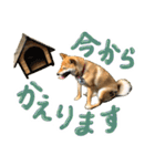 愛犬柴いぬまるちゃん（個別スタンプ：17）