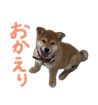 愛犬柴いぬまるちゃん（個別スタンプ：18）