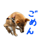 愛犬柴いぬまるちゃん（個別スタンプ：19）