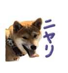 愛犬柴いぬまるちゃん（個別スタンプ：20）