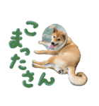 愛犬柴いぬまるちゃん（個別スタンプ：21）