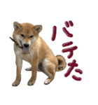 愛犬柴いぬまるちゃん（個別スタンプ：22）