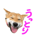 愛犬柴いぬまるちゃん（個別スタンプ：23）