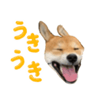 愛犬柴いぬまるちゃん（個別スタンプ：24）