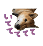 愛犬柴いぬまるちゃん（個別スタンプ：25）