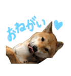 愛犬柴いぬまるちゃん（個別スタンプ：26）