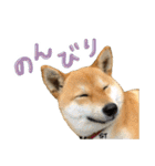 愛犬柴いぬまるちゃん（個別スタンプ：27）