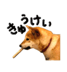 愛犬柴いぬまるちゃん（個別スタンプ：28）