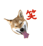 愛犬柴いぬまるちゃん（個別スタンプ：29）