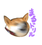 愛犬柴いぬまるちゃん（個別スタンプ：30）