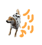 愛犬柴いぬまるちゃん（個別スタンプ：31）