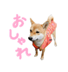 愛犬柴いぬまるちゃん（個別スタンプ：32）